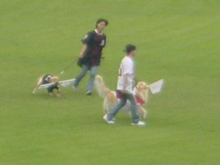 carp0604j.jpg (9382 �o�C�g)