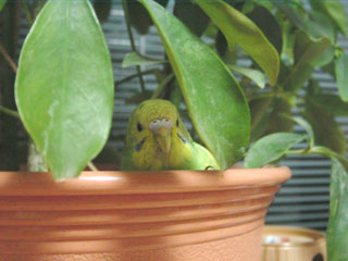 peko01.jpg (18795 �o�C�g)