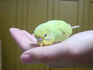 peko02.jpg (10678 �o�C�g)