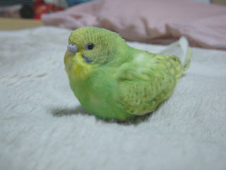 peko04.jpg (11473 �o�C�g)