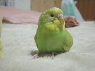 peko10.jpg (11227 �o�C�g)