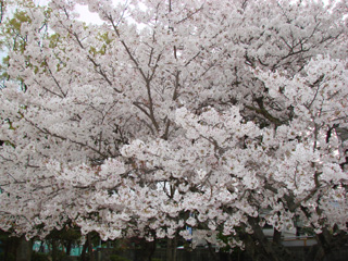 2007sakura_03.jpg (56224 �o�C�g)