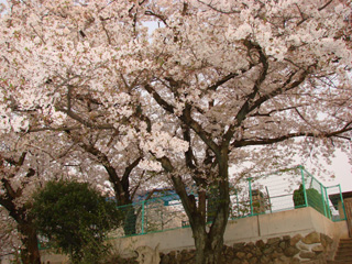 2007sakura_04.jpg (59852 �o�C�g)