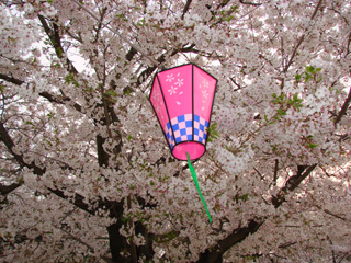 2007sakura_07.jpg (64628 �o�C�g)