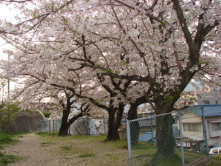 2007sakura_09.jpg (56076 �o�C�g)