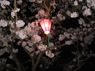 yosakura.jpg (27474 �o�C�g)